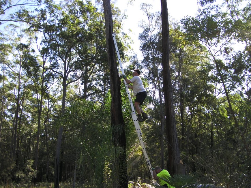 Dropping trees - Our Treechange